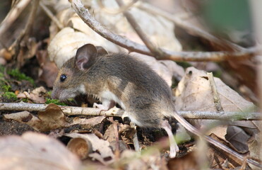 Naklejka na ściany i meble A European wood mouse (also known as long-tailed field mouse, common field mouse, and Apodemus sylvaticus) scampering through and sheltering in woodland undergrowth