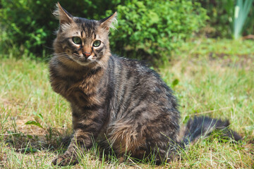 Naklejka na ściany i meble Cute cat sits on green grass and looks at the camera on a summer sunny day