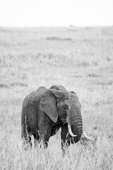 Fototapeta premium Elephant grazing on the open savannah of the Masai Mara