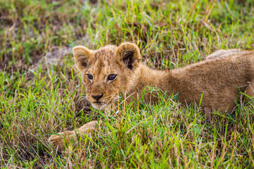 Lazy day with the Marsh pride with the cubs playing around