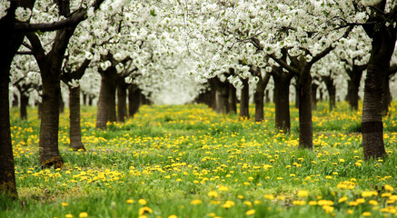 Sour cherry blossom in Hungary