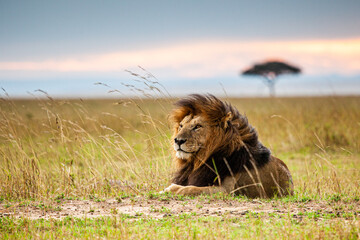 Lone male lion staring over the Masai Mara in the evening