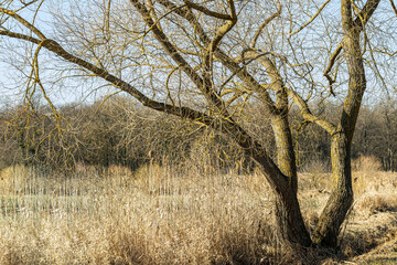a tree without leaves growing along a field