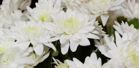 close-up - white chrysanthemum flowers in a bouquet