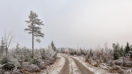 Obraz premium Hiking trail, trees and vegetation covered with frost.
