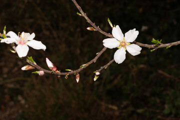 almond blossoms