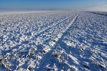 snow covered field