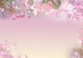 Tło wiosenne z pięknymi subtelnymi kwiatami azalii w kolorach pastelowego różu - obrazy, fototapety, plakaty