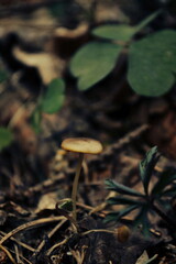 mushroom in the forest