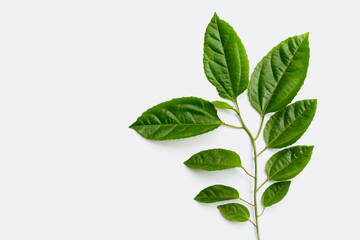Young passion fruit plant on white