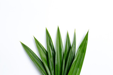 Fresh green pandan leaves on white