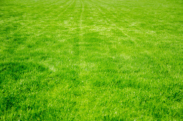 Lawn green grass field nature background