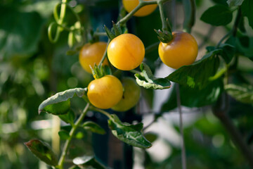 Orange Cherry Tomatoes
