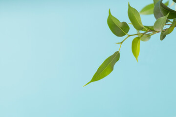 Ficus. green house plant on blue background. Ornamental garden in the apartment. Green house. 