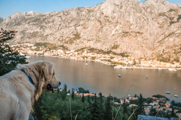 Dog gazing at lovely Kotor