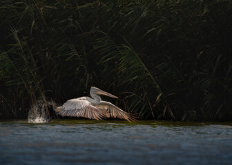 The Dalmatian pelican (Pelecanus crispus) in the Danube Delta