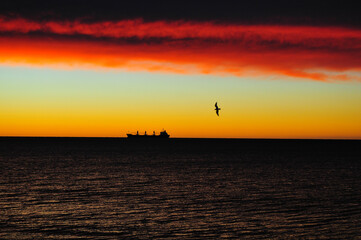 Fototapeta na wymiar The heavy and the light: a ship and a bird on the South Atlantic coast, Puerto Madryn, Chubut, Patagonia, Argentina. 