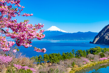 静岡県沼津市井田　富士山と河津桜