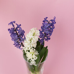 Bouquet of three purple and white hyacinths on a pink square background.