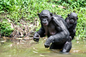 Bonobo female carrying baby and crossing river - obrazy, fototapety, plakaty
