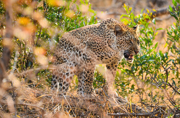 A leopard (Panthera pardus pardus) on hunting mode, Greater Kruger area, South Africa.
