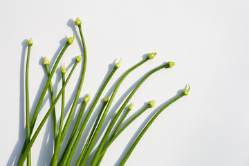 Chives flower or Chinese Chive isolated