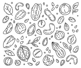 Nuts and Seeds outline set of vector icons in the Doodle style. Walnuts, macadamia, hazelnuts and peanuts isolated on a white background.