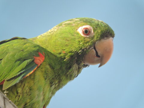 Maritaca no beiral de um edif&iacute;cio.