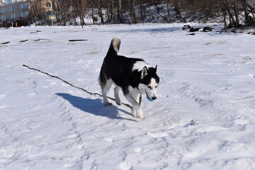 dog running in snow