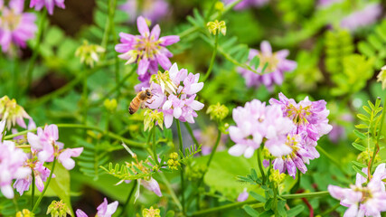 bee and flowers in the garden