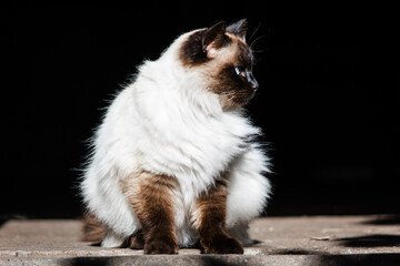 Himalayan persian breed cat siamese color
