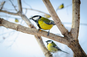 Bird in the winter on the bushes.