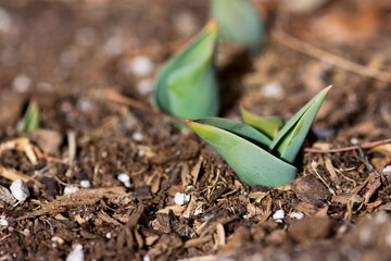 Sprouting Tulip Plant