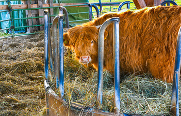 Scottish highland cows at feeding. Baden Baden. Baden Wuerttemberg, Germany, Europe