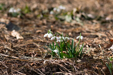 White Snowdrop Cluster