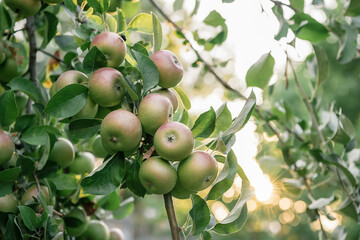 Juicy ruddy green apples with pink sides hanging on a tree branch in the garden..