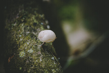 Nahaufnahme eines Pilzes welcher aus der Rinde wächst