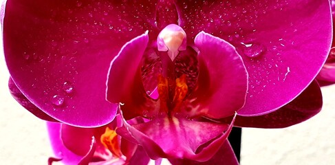 Flor orquídea rosa gotas de agua fresca