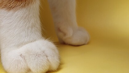 patas de gatito veterinario