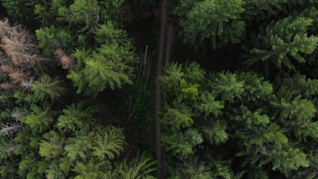View from the trees to the wide landscape of the Ardennes in La Roche en Ardenne, Belgium, Europe, 4K, 25fps