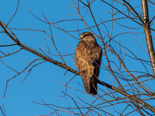 Mäusebussard 