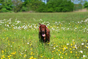 Beautiful happy irish red setter pet dog walking in the grass in the flower field . Spring, summer...
