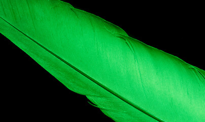 green dove feather on black isolated background