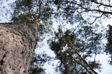 Fototapeta premium Kiefer und Wald im Himmel