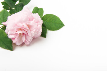Pink rose with green leaves and stem on white background. Single flower. Copy space