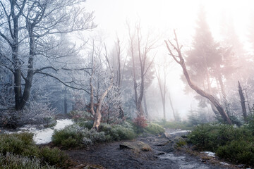 Frosted trees in the fog on the hiking trail.