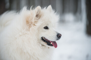 Samoyed white dog portrait closeup is in the winter forest