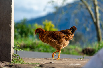 chicken in the farm