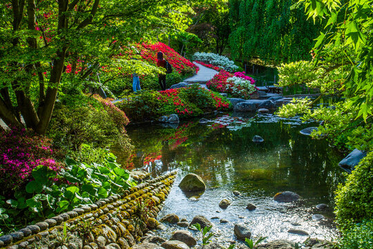 Pond  and rhododenron bushes blossom  and  unrecognizable persons in begin of May