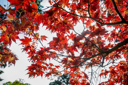 Red leaves og japanese maple in Albert Kahn park